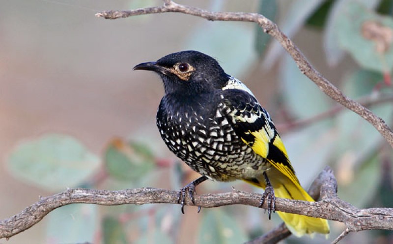 Regent Honey Eater -Turing the Tide for Threatened Species 2019-23