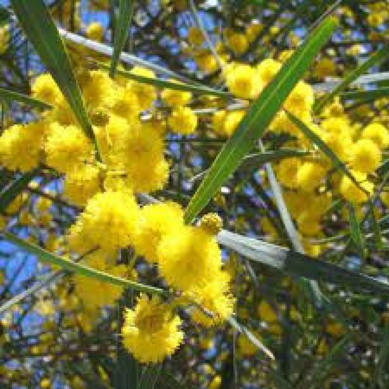 National Wattle Day Celebration!