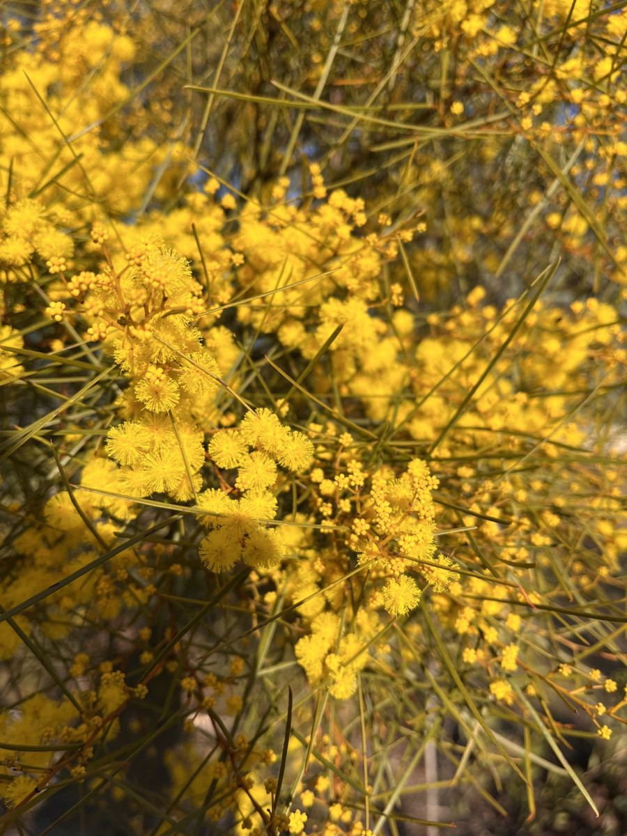 Wattle Day Celebrations
