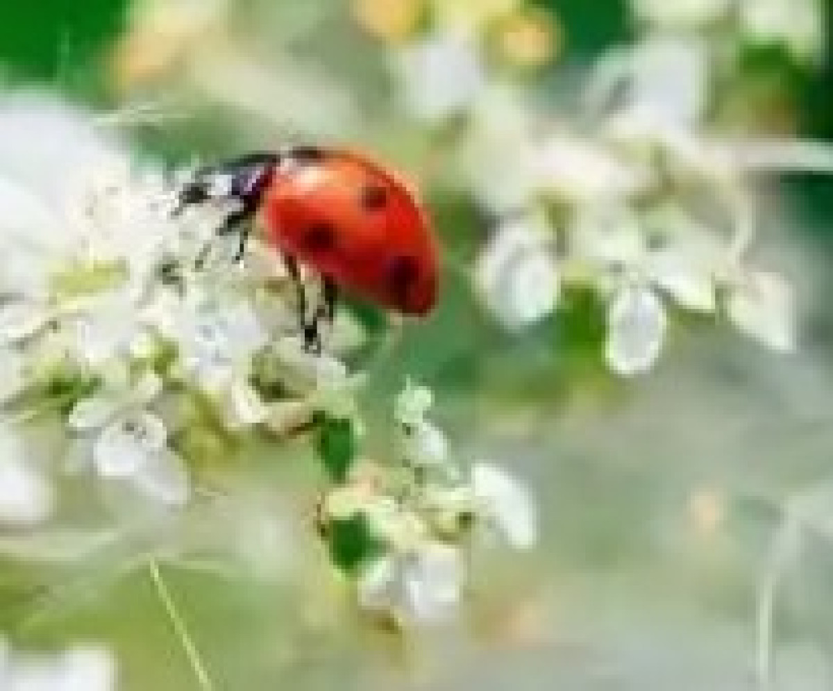 Could your garden become a Bug Space?