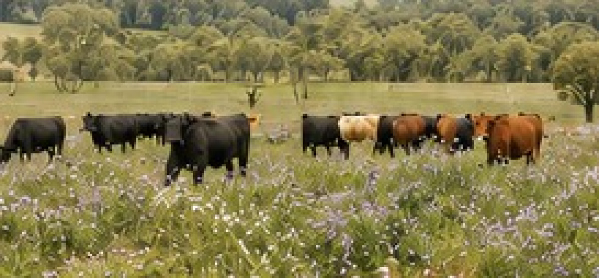 Forbs on Farms - Healthy soils, healthy stock, healthy landscapes