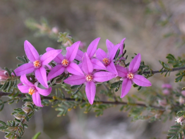 Boronia granitica