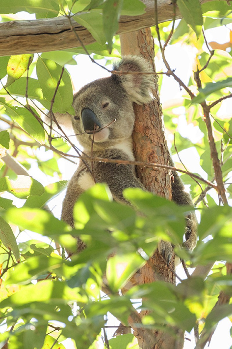 Koala at breakfast