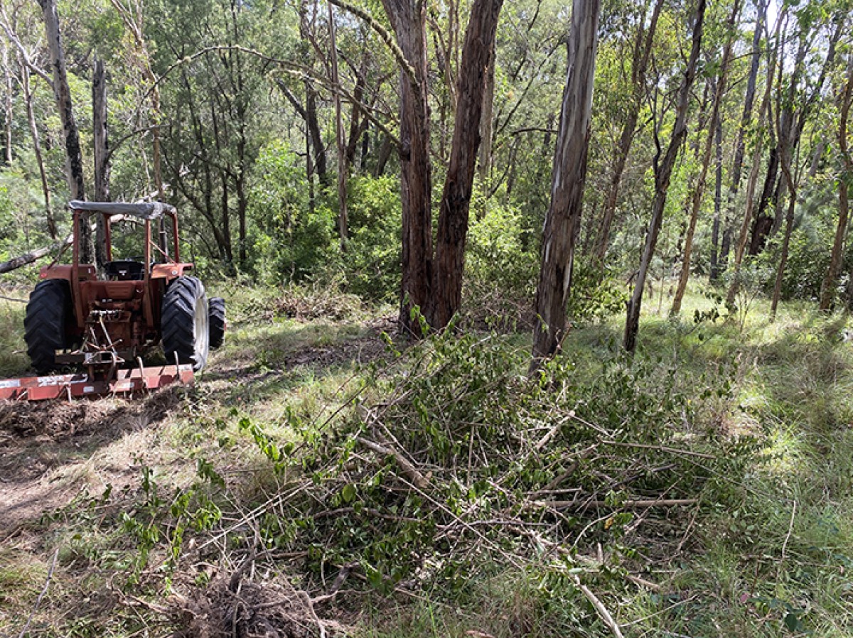 Clearing lantana