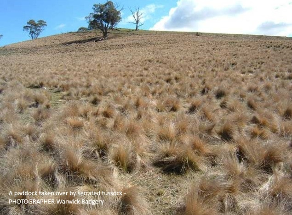 Winter - Time to plan tussock treatments