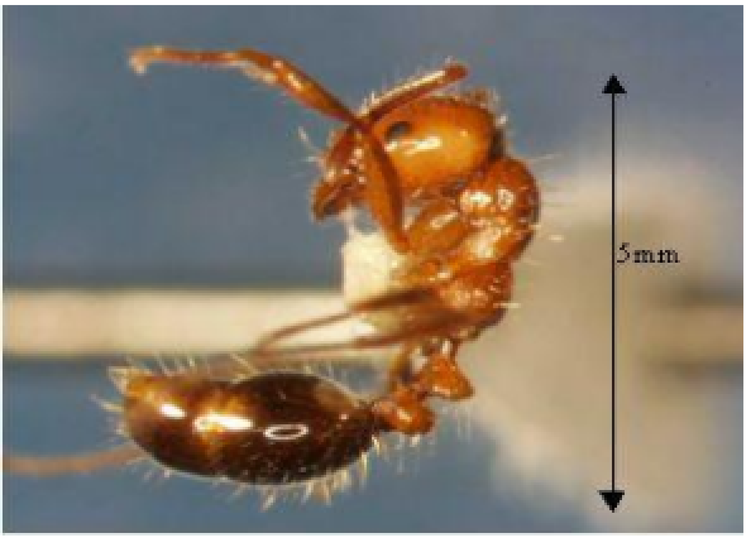 Fire Ant ALERT