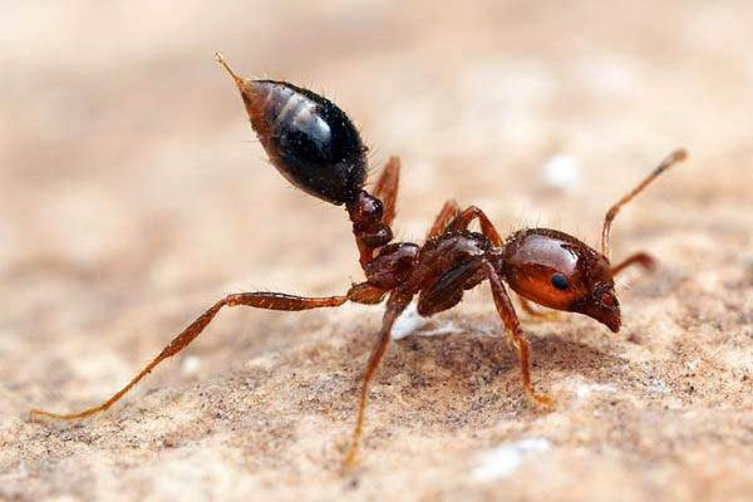 Fire Ant ALERT